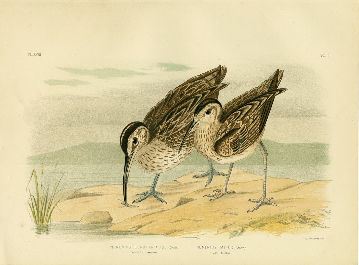 Ausztrál whimbrel, 1891 alkotó: Gracius Broinowski