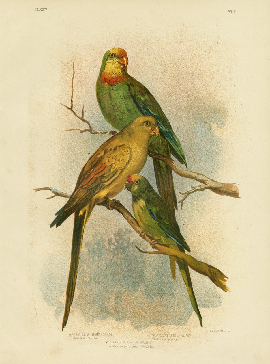 Barraband papagáj, 1891 alkotó: Gracius Broinowski