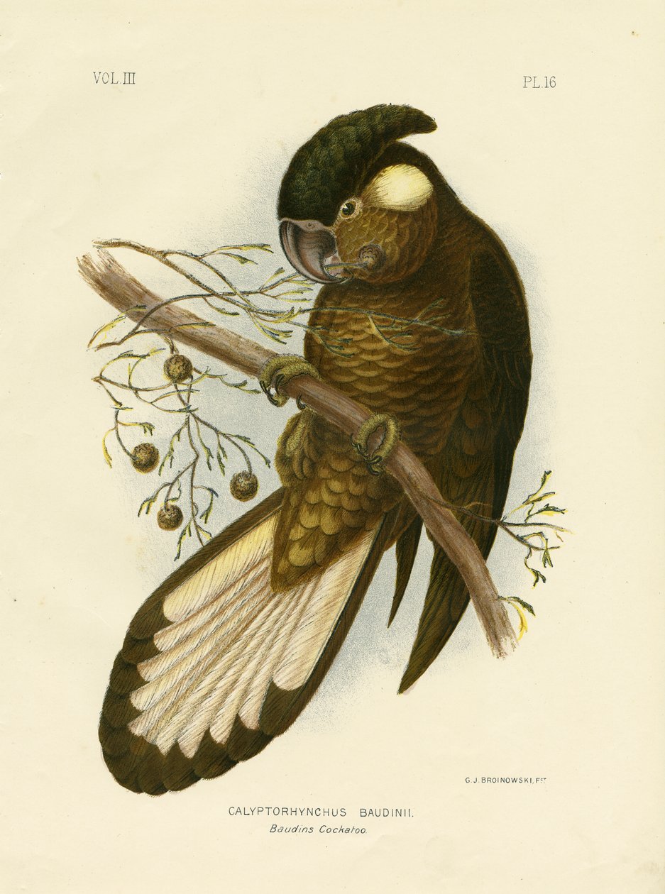 Baudin fekete kakaduja, 1891 alkotó: Gracius Broinowski