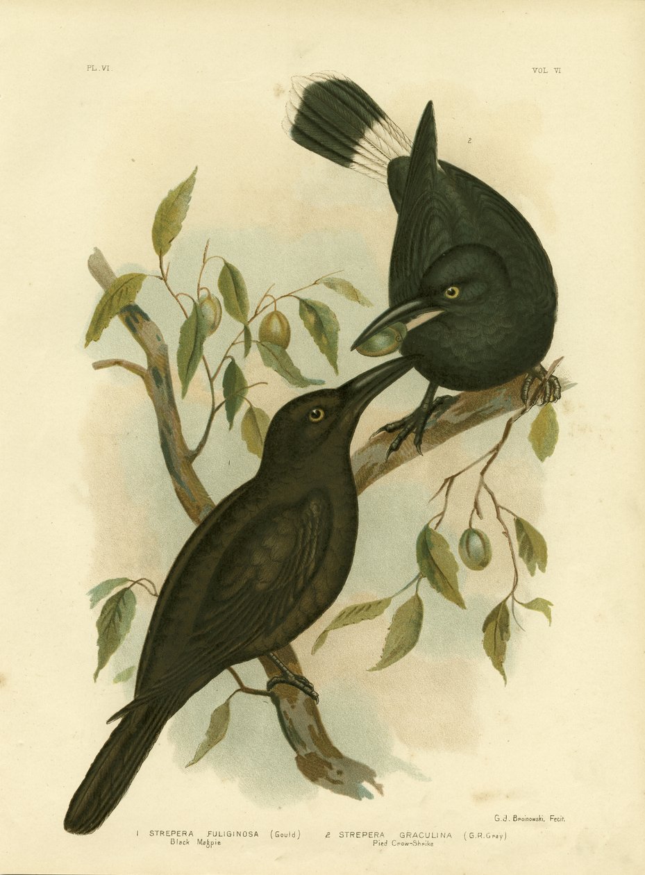Black Magpie Or Black Currawong, 1891 alkotó: Gracius Broinowski