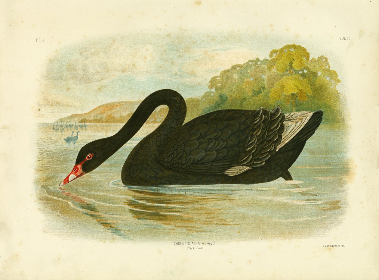 Fekete hattyú, 1891 alkotó: Gracius Broinowski