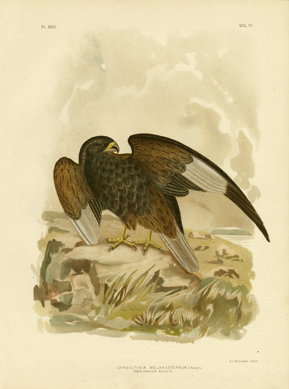 Feketemellű ölyv, 1891 alkotó: Gracius Broinowski
