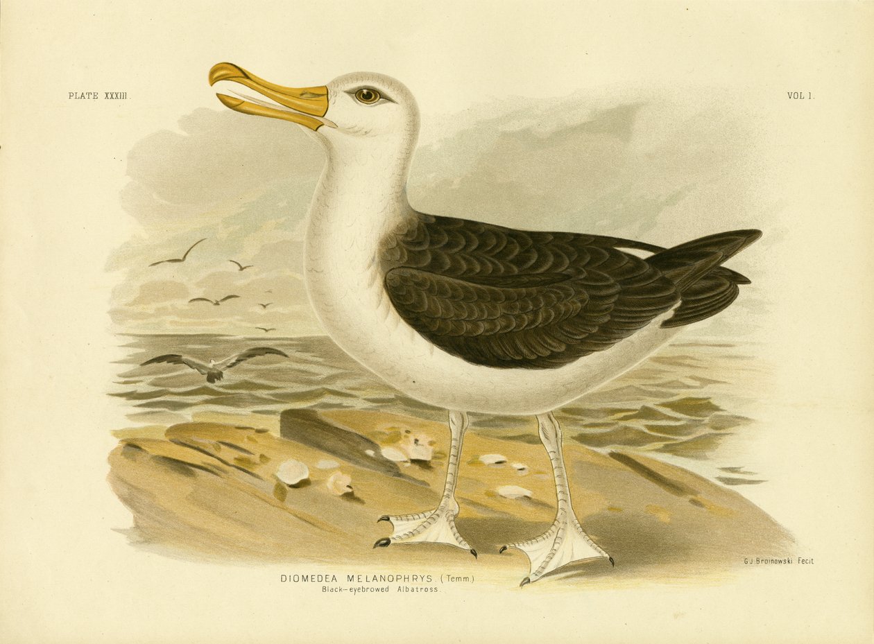 Fekete szemöldök albatrosz, 1891 alkotó: Gracius Broinowski