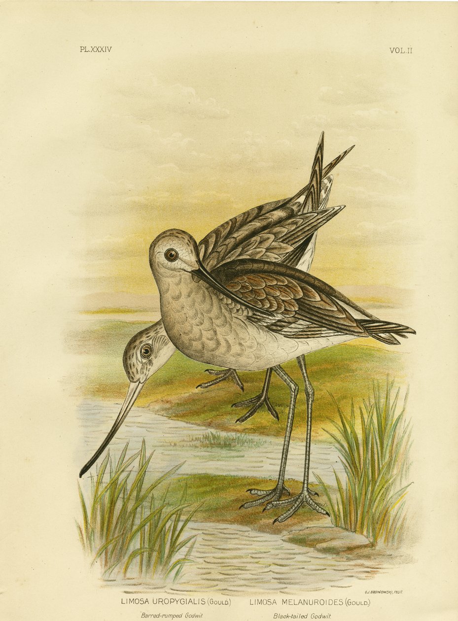 Feketefarkú Godwit, 1891 alkotó: Gracius Broinowski