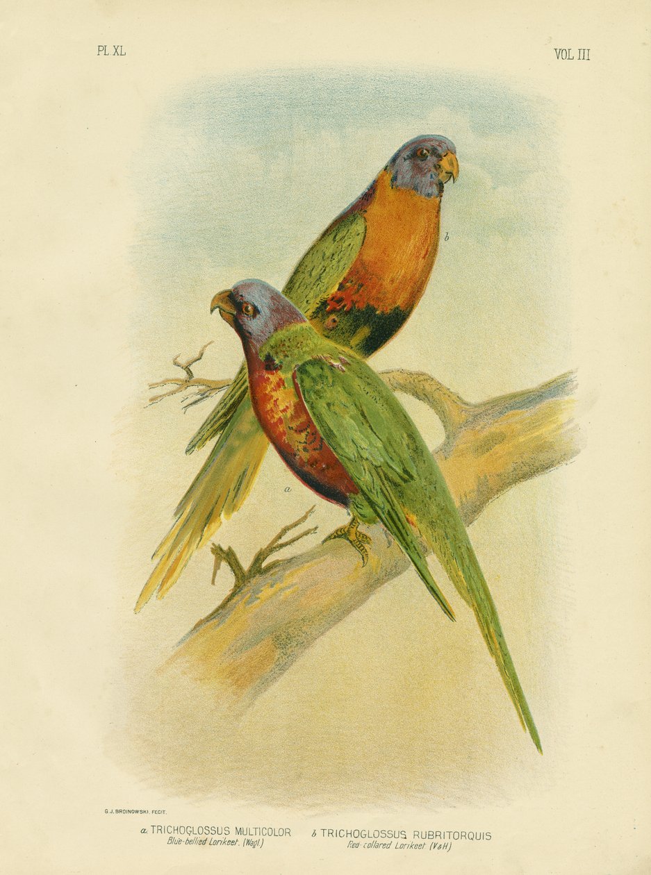 Kékhasú Lorikeet, 1891 alkotó: Gracius Broinowski