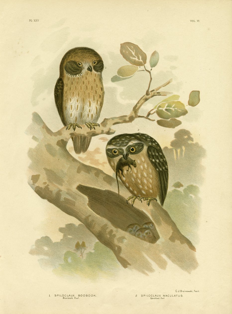Boobook bagoly, 1891 alkotó: Gracius Broinowski