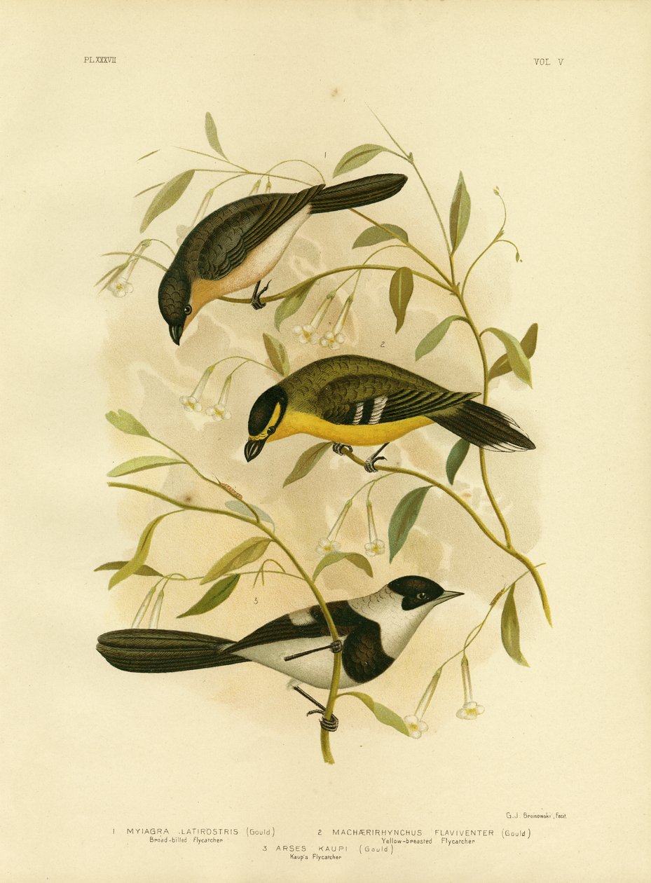 Szélescsőrű légykapó, 1891 alkotó: Gracius Broinowski