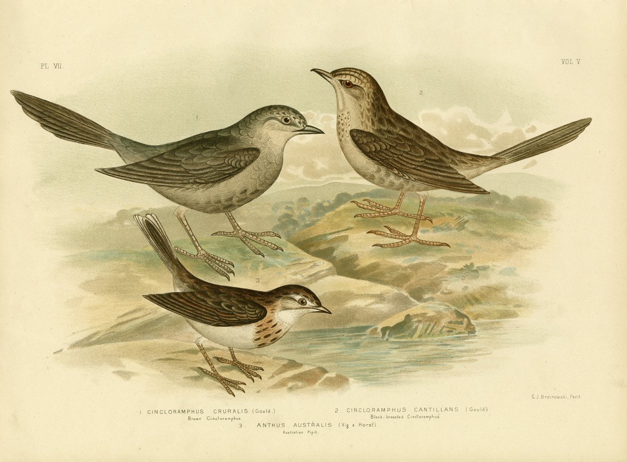 Brown Songlark, 1891 alkotó: Gracius Broinowski