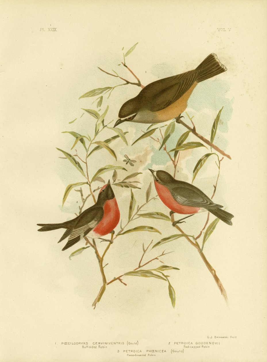 Buff-Sided Robin, 1891 alkotó: Gracius Broinowski