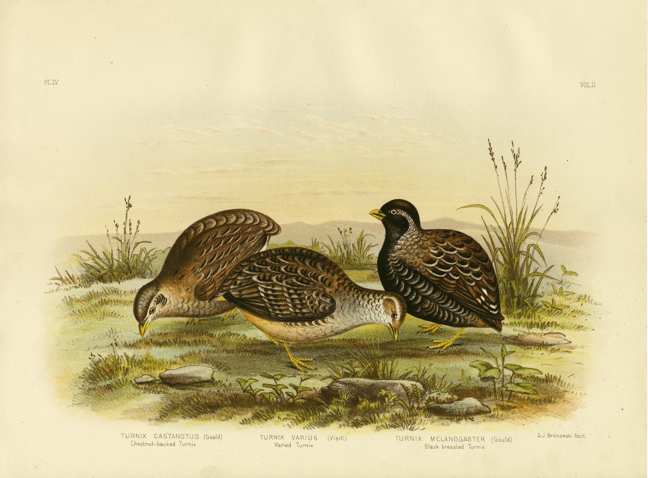 Gesztenyehátú Turnix, 1891 alkotó: Gracius Broinowski
