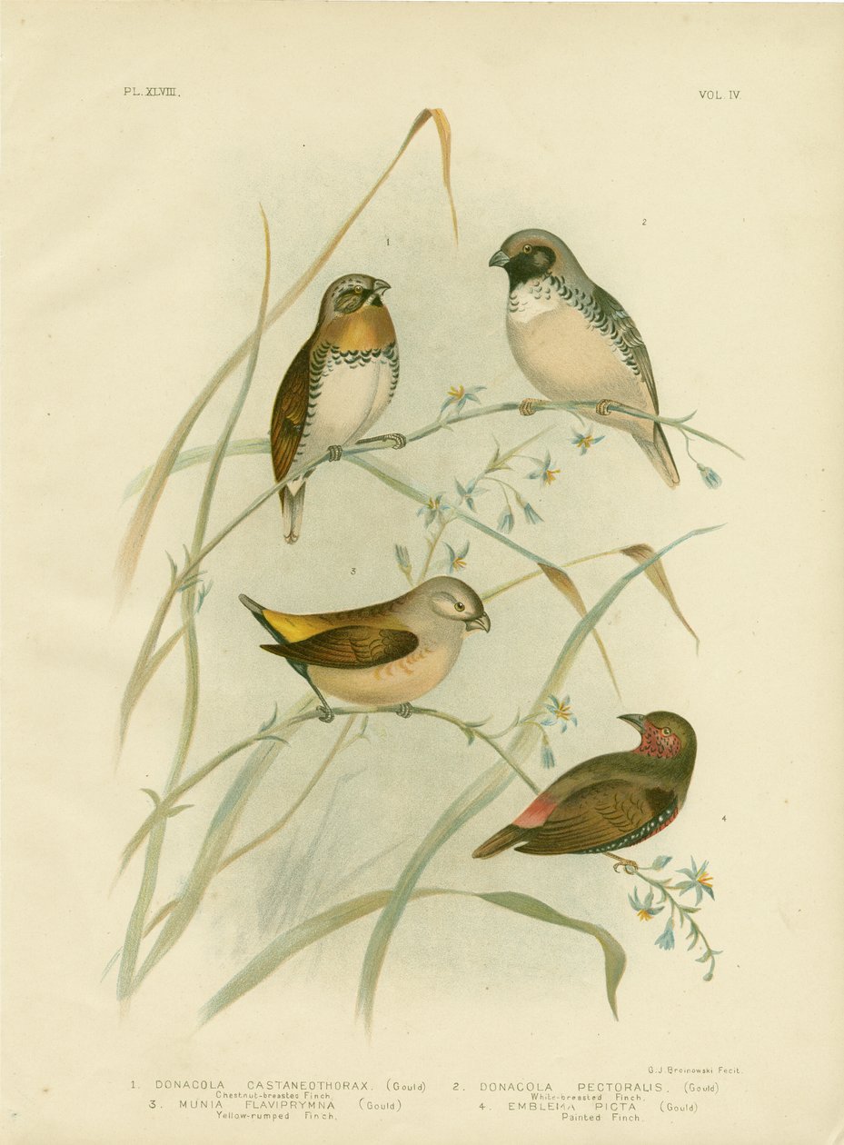 Gesztenyemellű pinty, 1891 alkotó: Gracius Broinowski