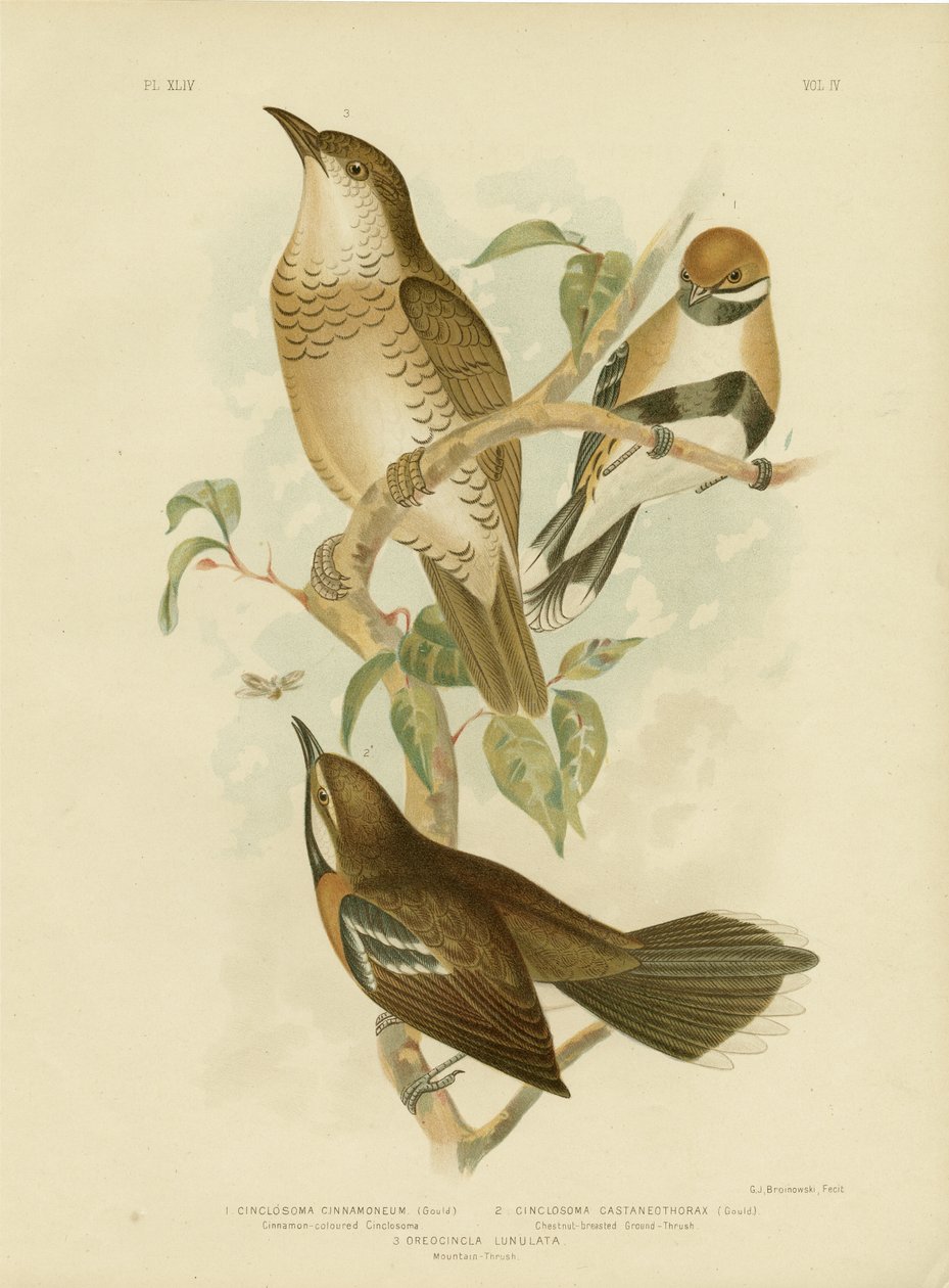 Fahéjszínű cinclosoma vagy fahéjas fürj rigó, 1891 alkotó: Gracius Broinowski