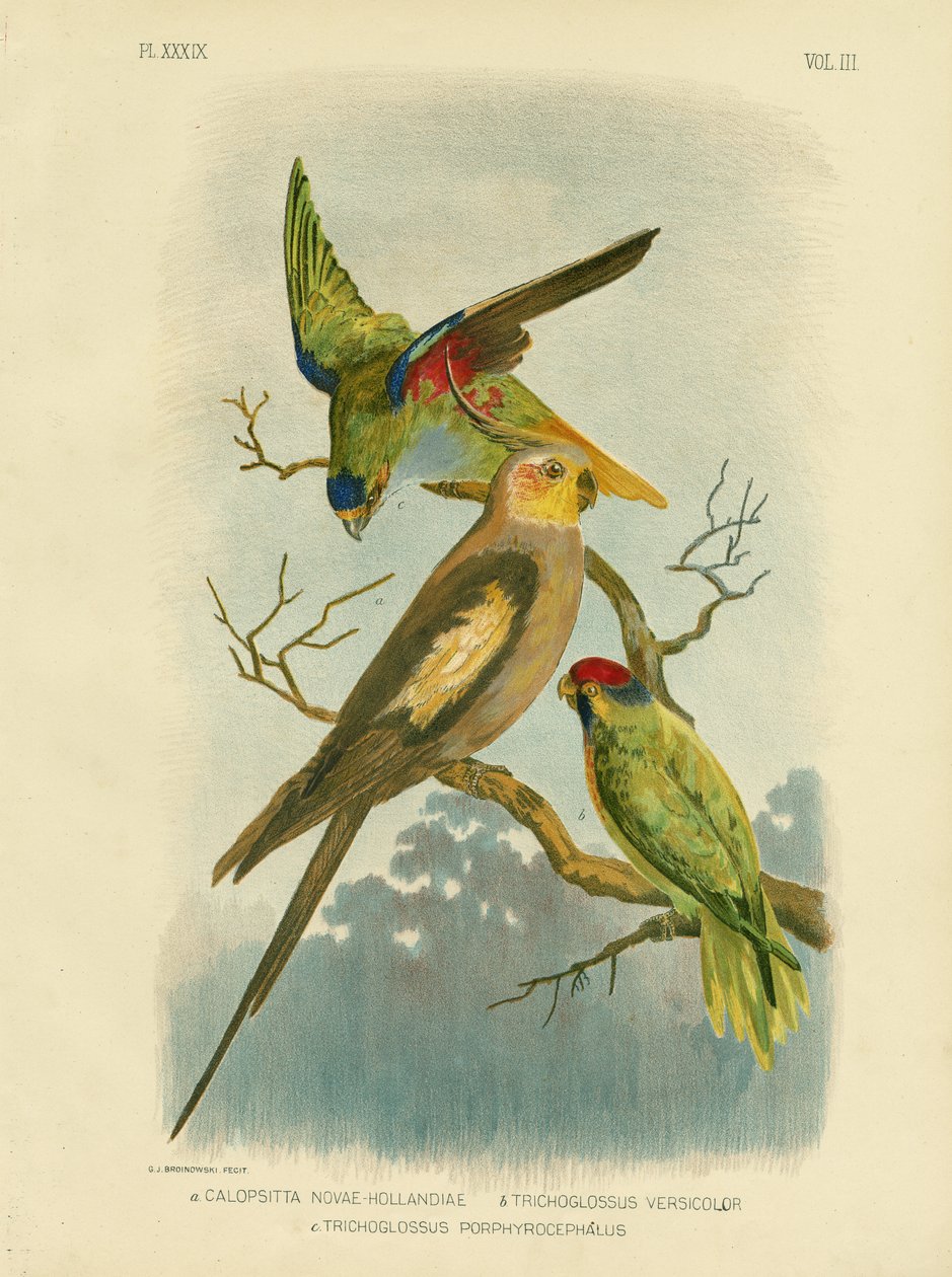 Kakadu papagáj vagy kakadu, 1891 alkotó: Gracius Broinowski