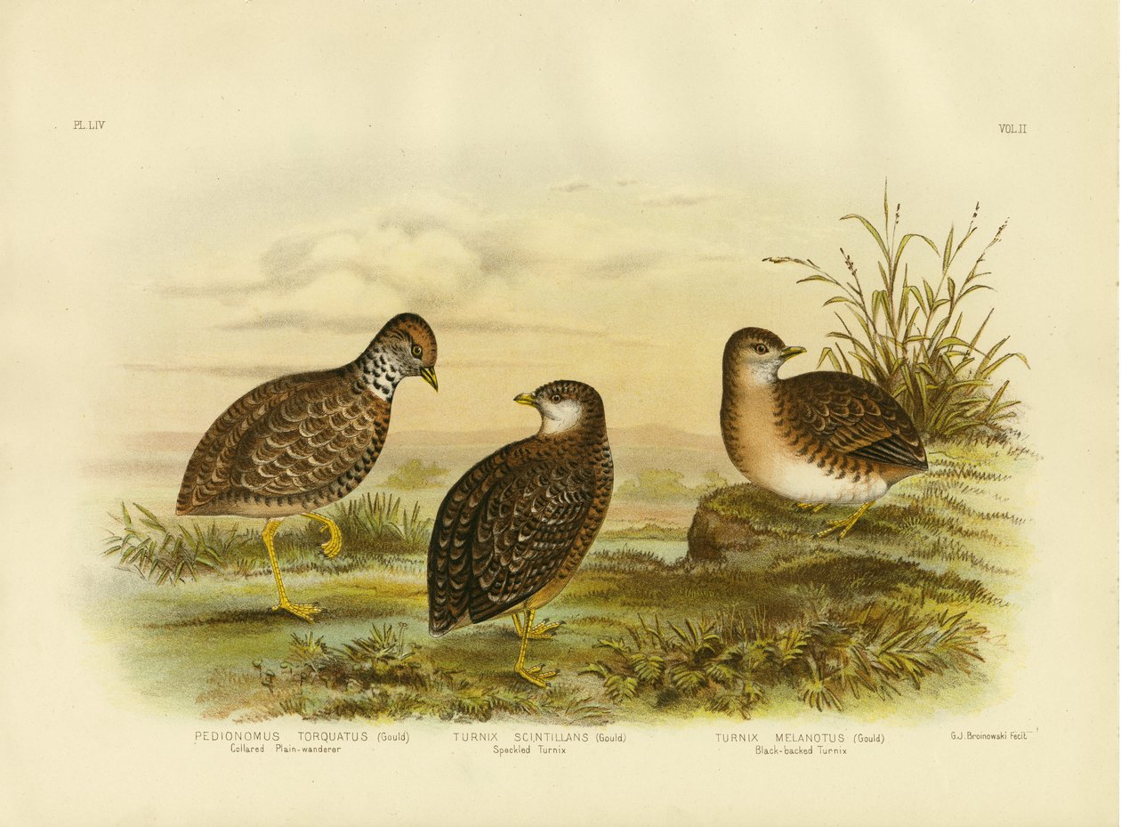 Collared Plains Wanderer vagy Plains Wanderer, 1891 alkotó: Gracius Broinowski