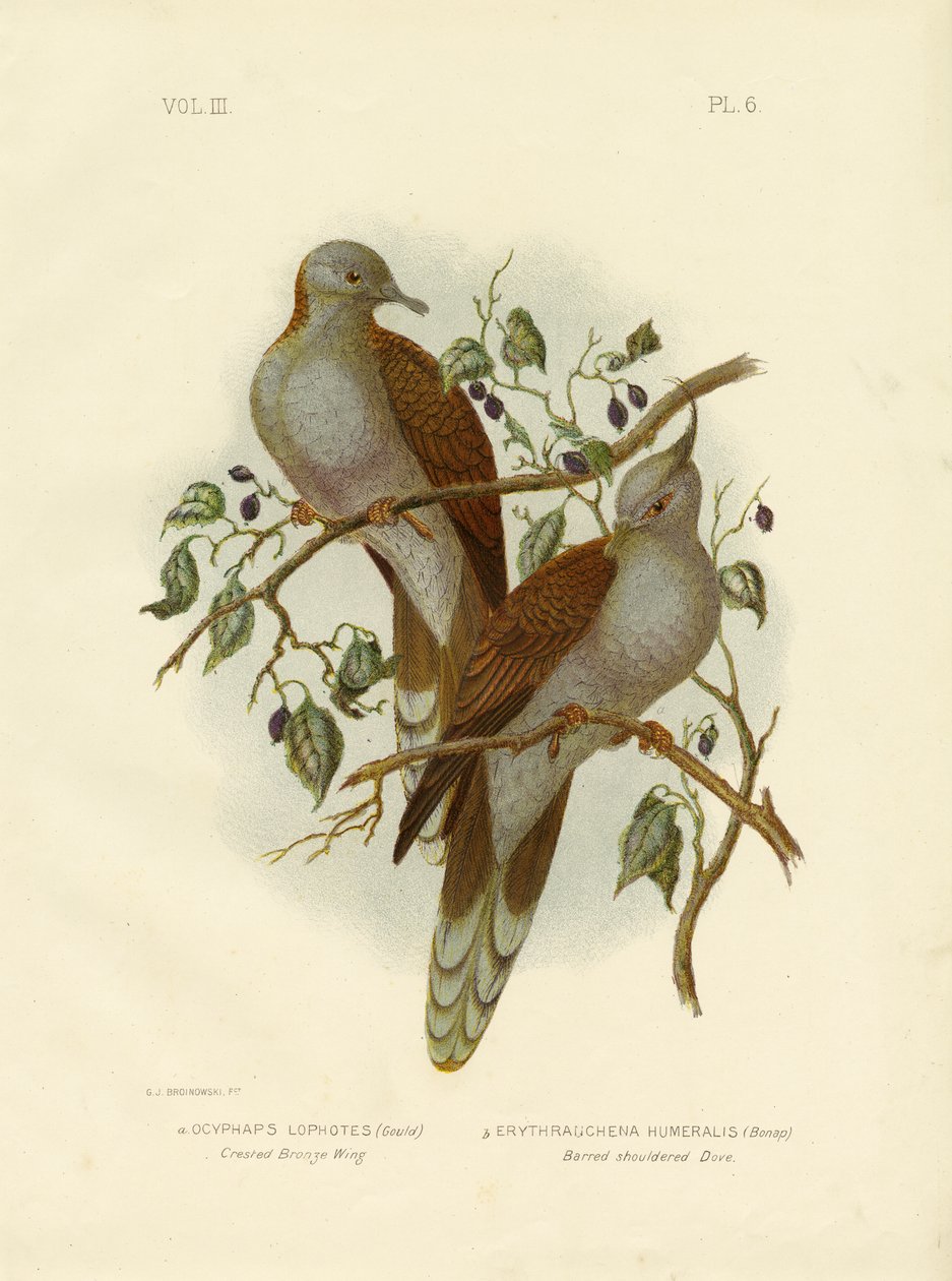 Tarajos bronzszárny vagy tarajos galamb, 1891 alkotó: Gracius Broinowski
