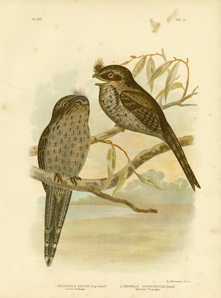 Cuvier Podargus vagy Tawny Frogmouth, 1891 alkotó: Gracius Broinowski