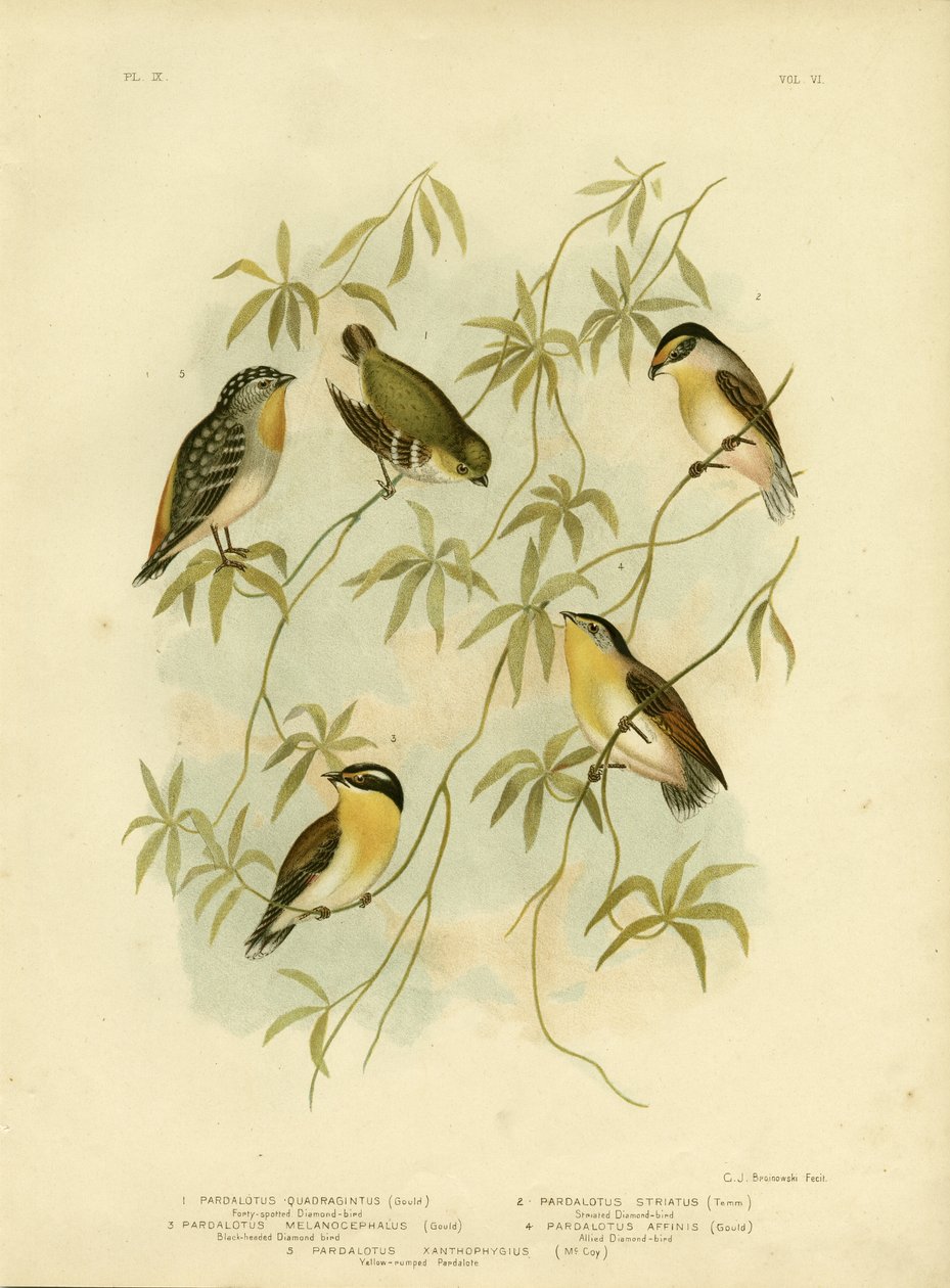 Negyvenfoltos gyémántmadár vagy negyvenfoltos pardalote, 1891 alkotó: Gracius Broinowski