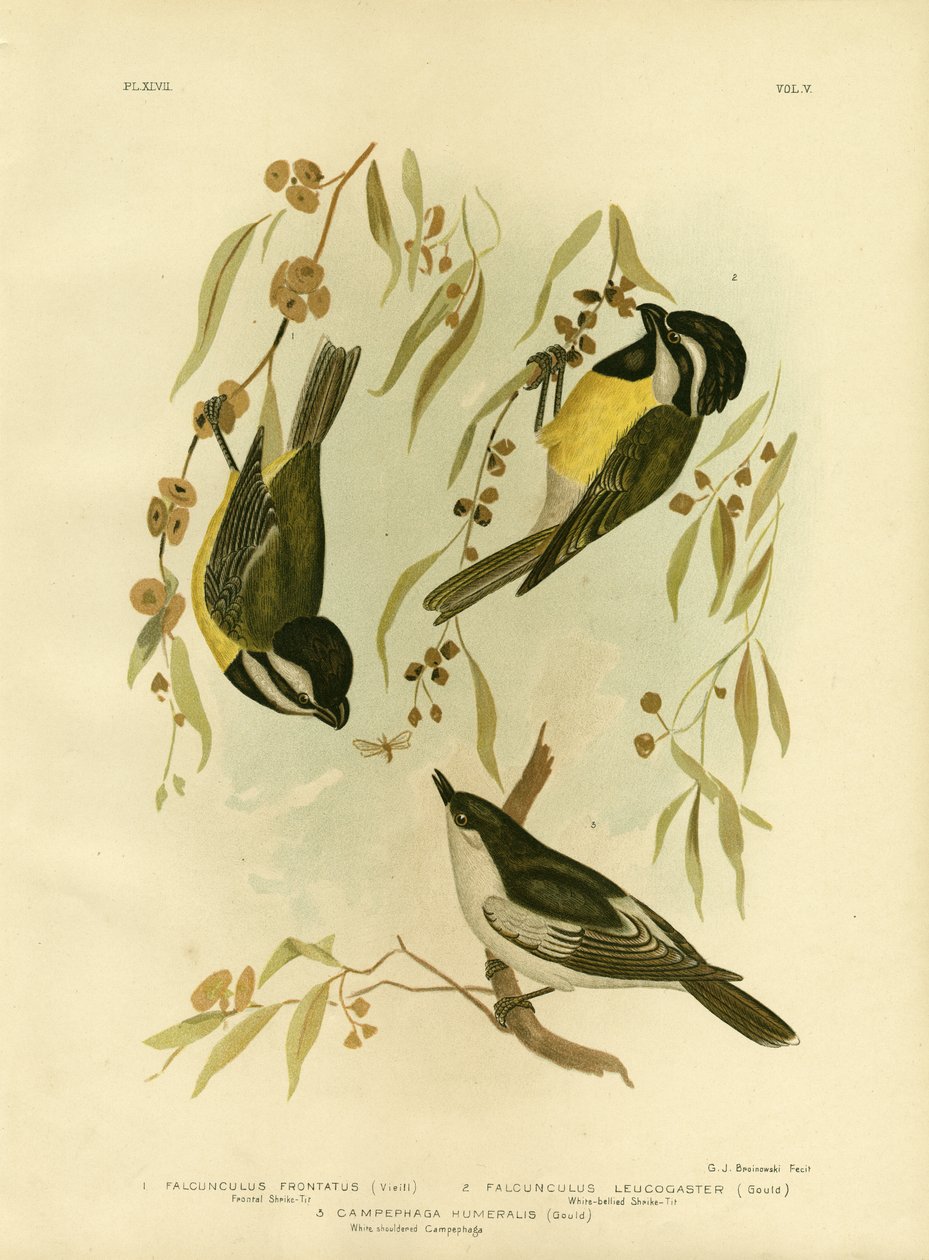 Homlokröpis-tit vagy címeres röpis-tit, 1891 alkotó: Gracius Broinowski
