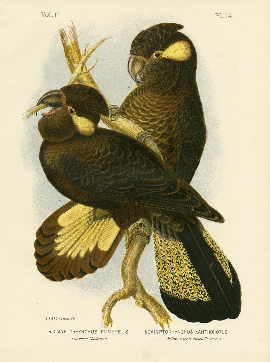 Temetési kakadu, 1891 alkotó: Gracius Broinowski