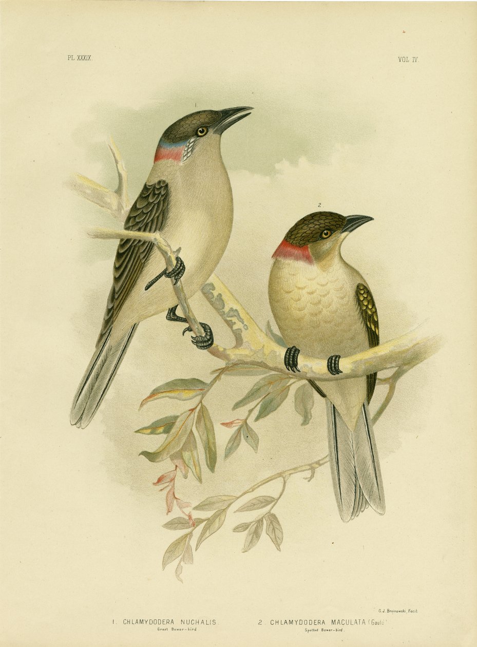 Nagy Bowerbird, 1891 alkotó: Gracius Broinowski