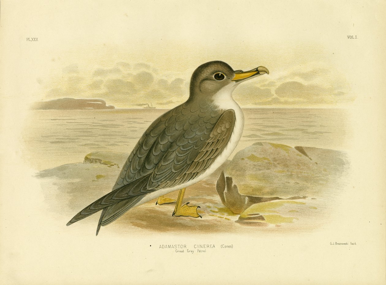 Nagy Szürke Petrel, 1891 alkotó: Gracius Broinowski