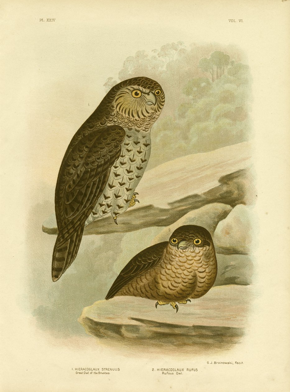 Nagy ecsetbagoly vagy erős bagoly, 1891 alkotó: Gracius Broinowski