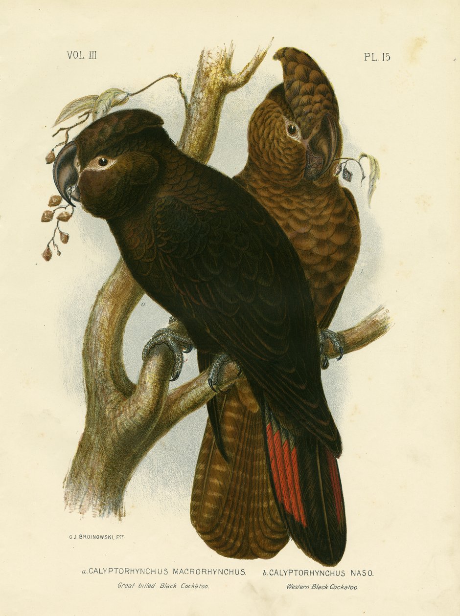 Nagycsőrű fekete kakadu, 1891 alkotó: Gracius Broinowski