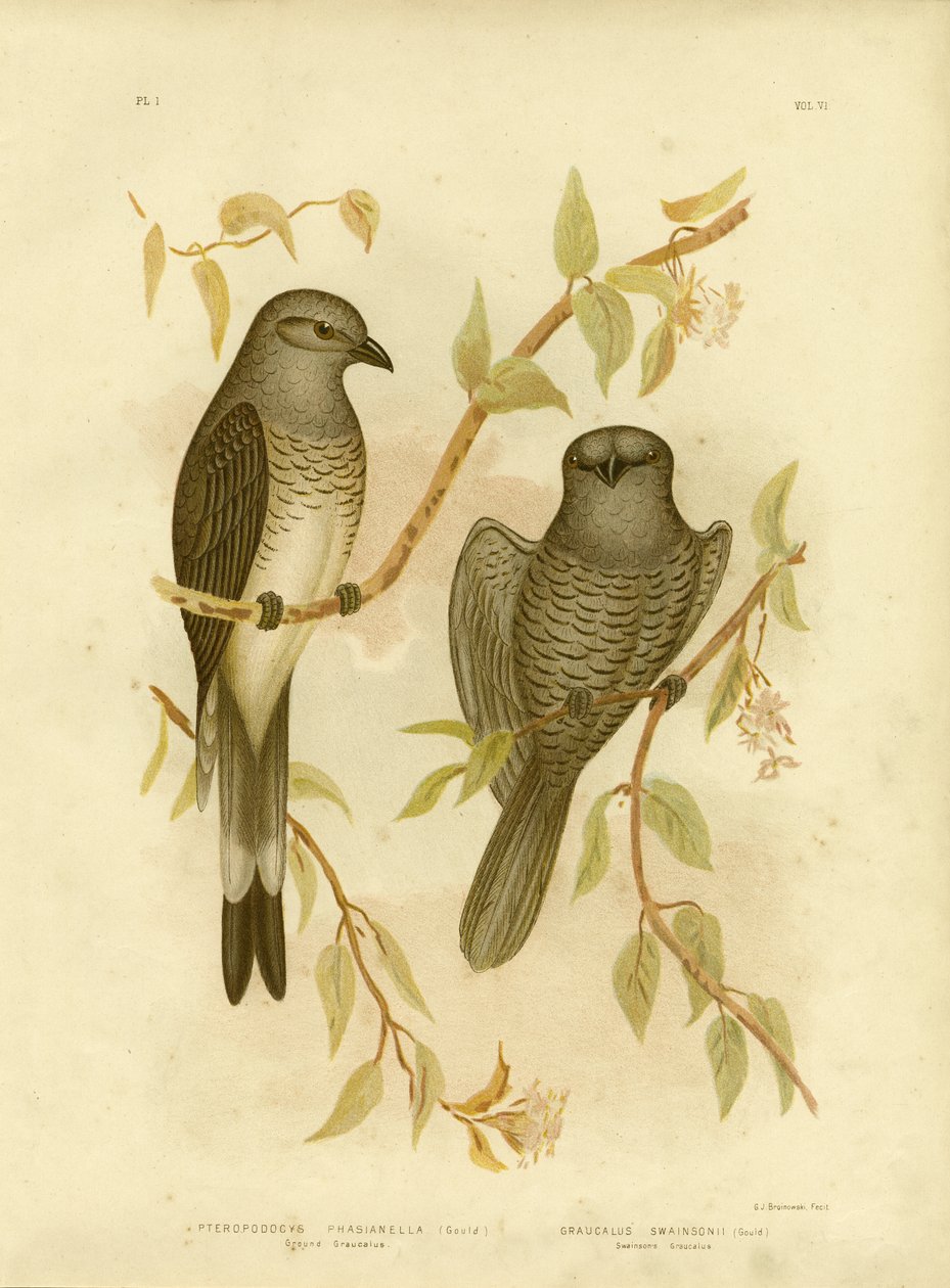 Ground Graucalus vagy Ground Cuckoo Shrike, 1891 alkotó: Gracius Broinowski