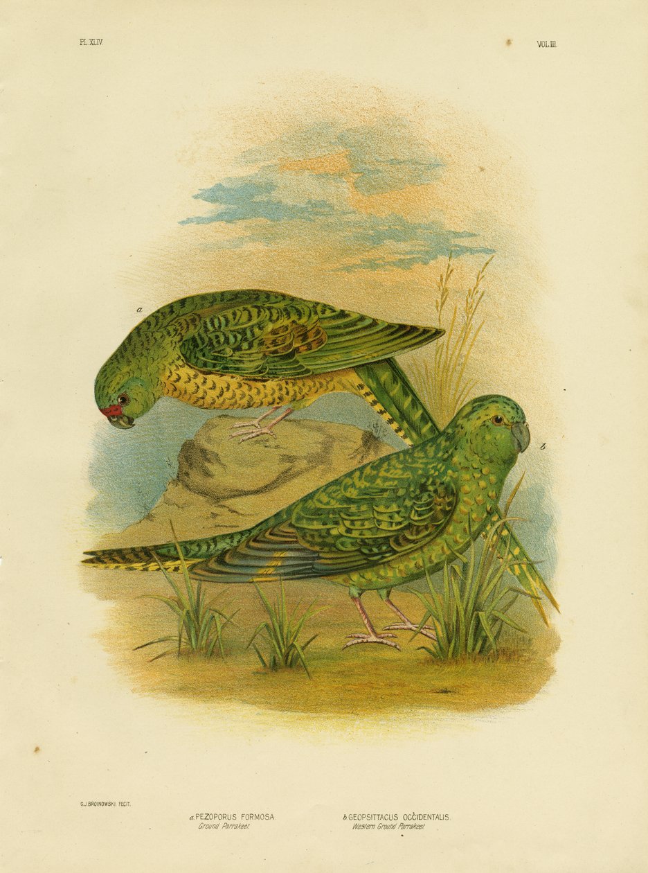 Talajpapagáj, 1891 alkotó: Gracius Broinowski