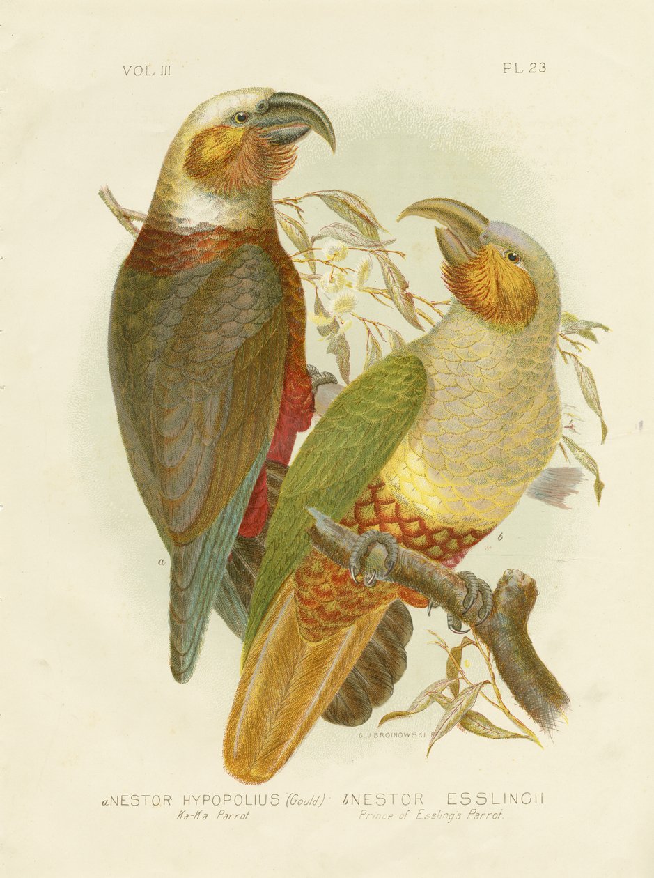 Kaka papagáj, 1891 alkotó: Gracius Broinowski
