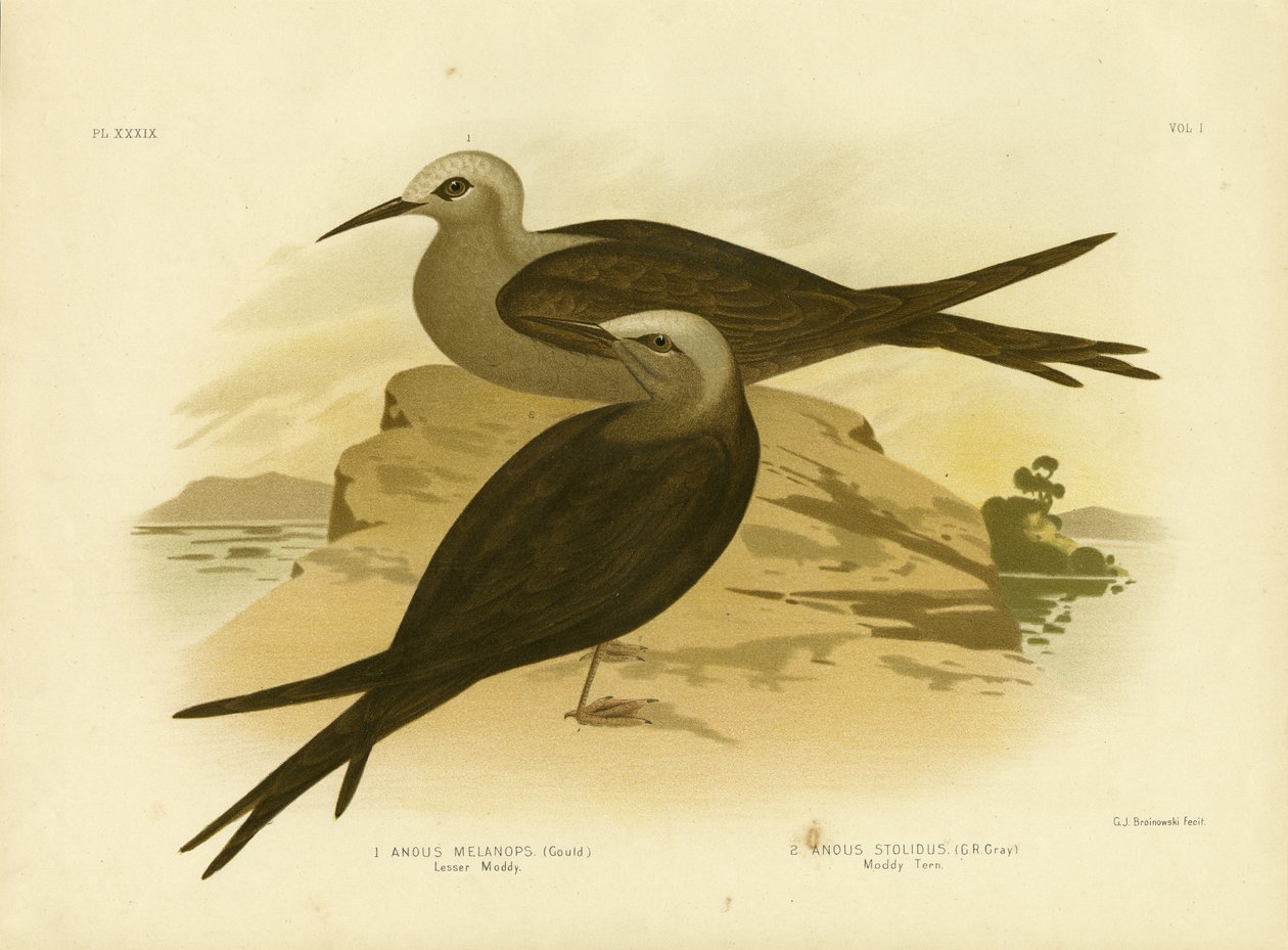 Lesser Noddy, 1891 alkotó: Gracius Broinowski