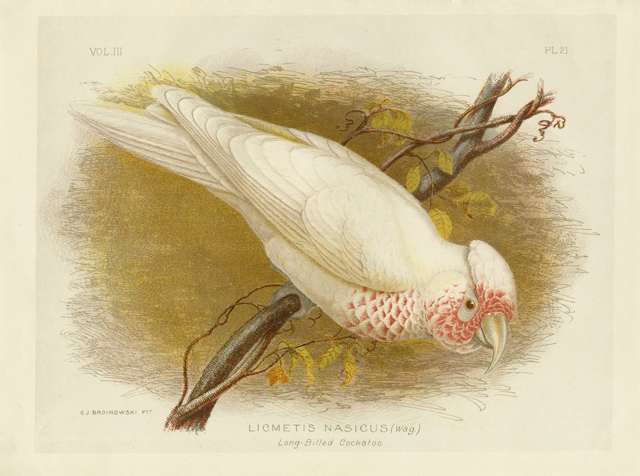 Hosszúcsőrű kakadu, 1891 alkotó: Gracius Broinowski