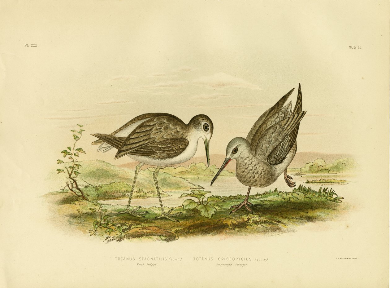 Marsh Sandpiper, 1891 alkotó: Gracius Broinowski