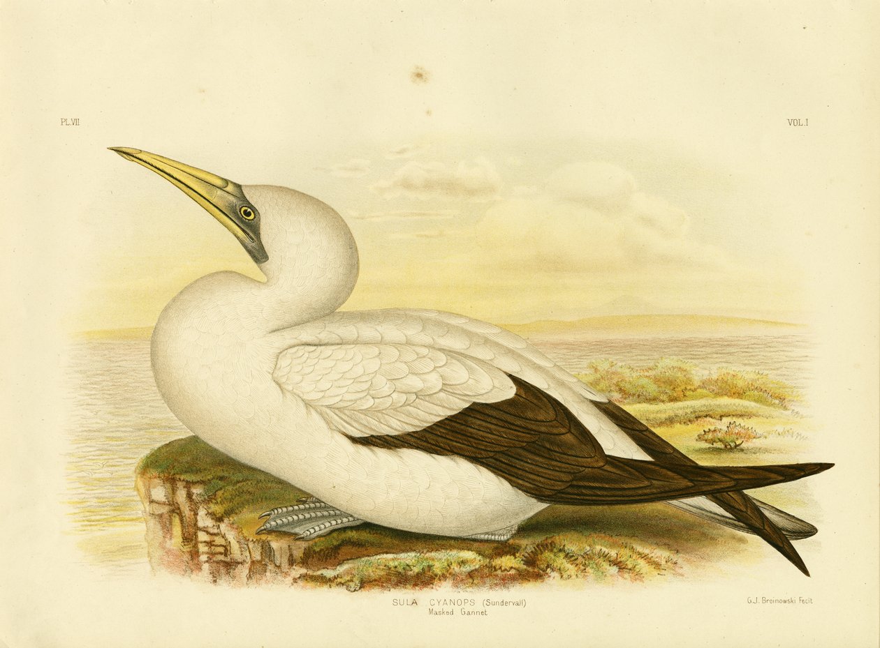 Álarcos Gannet, 1891 alkotó: Gracius Broinowski
