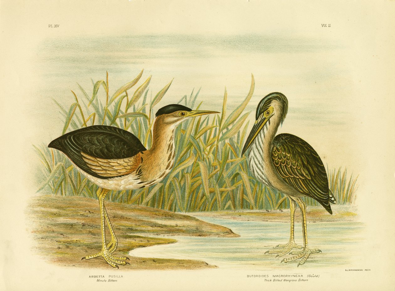 Perc keserű, 1891 alkotó: Gracius Broinowski