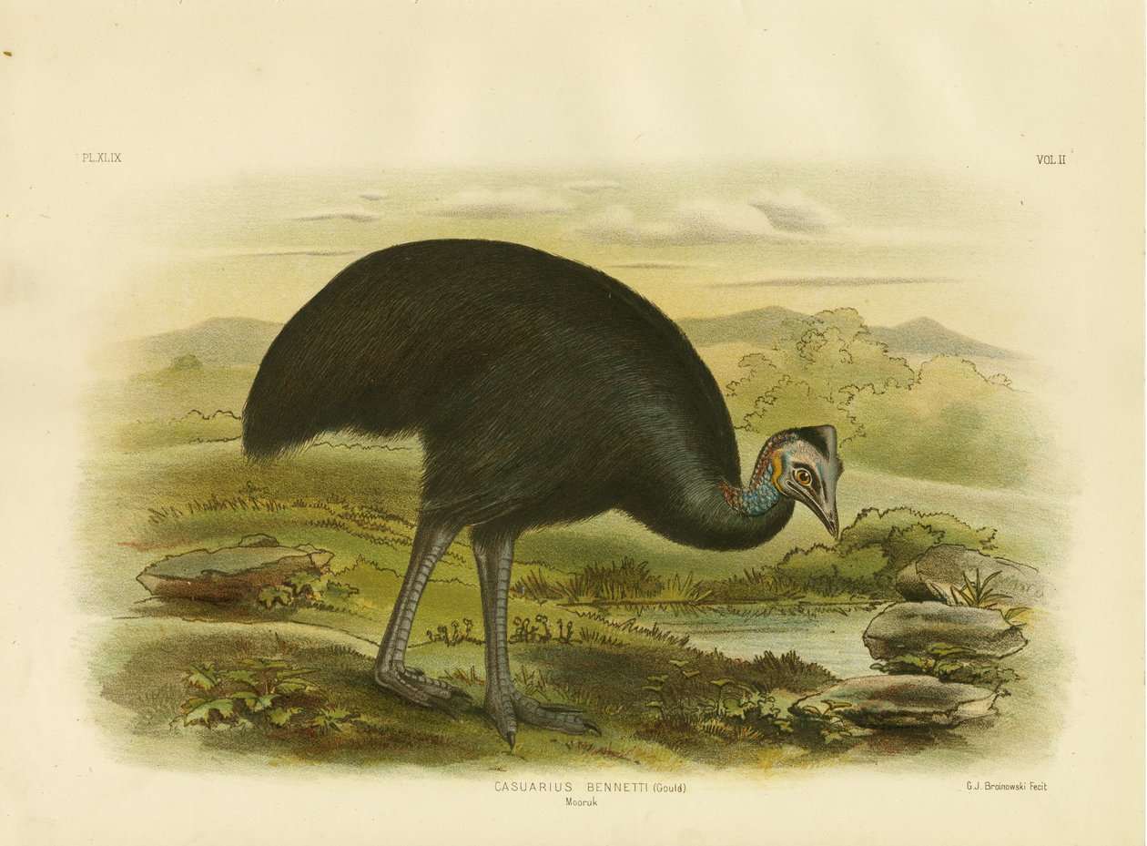 Mooruk, 1891 alkotó: Gracius Broinowski