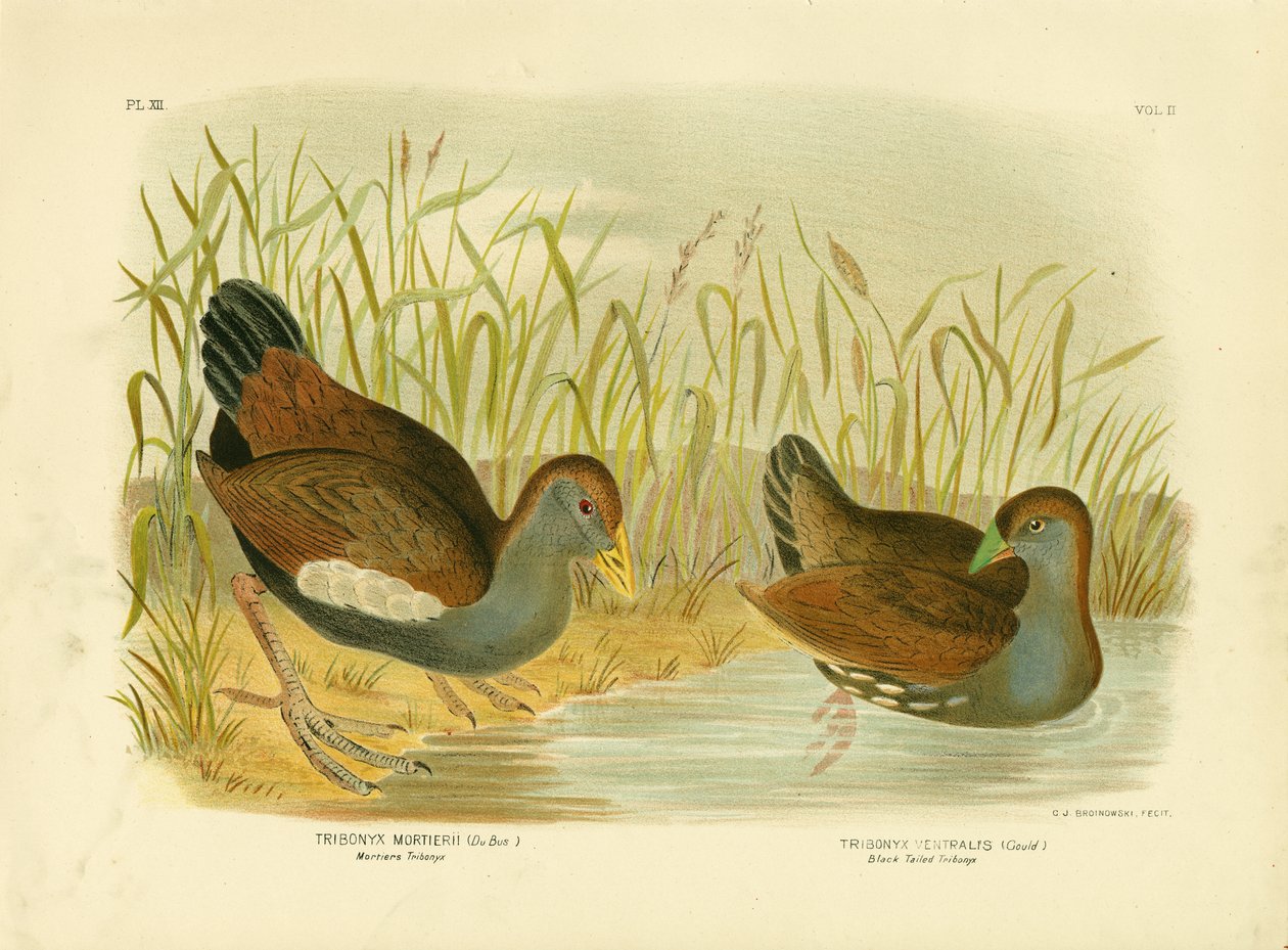 Mortiers Tribonyx Or Tasmanian Nativehen, 1891 alkotó: Gracius Broinowski