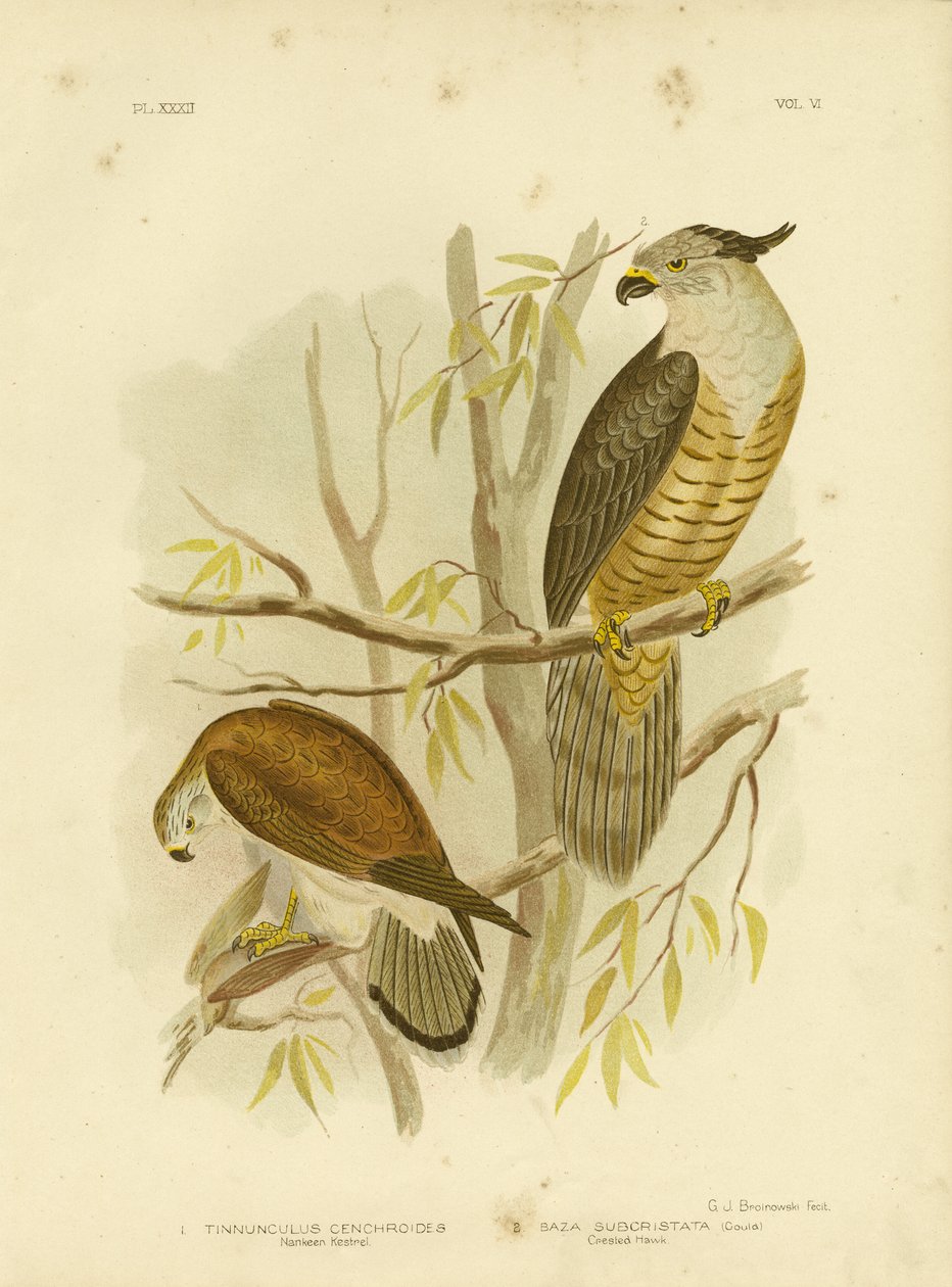 Nankeen Kestrel vagy Australian Kestrel, 1891 alkotó: Gracius Broinowski