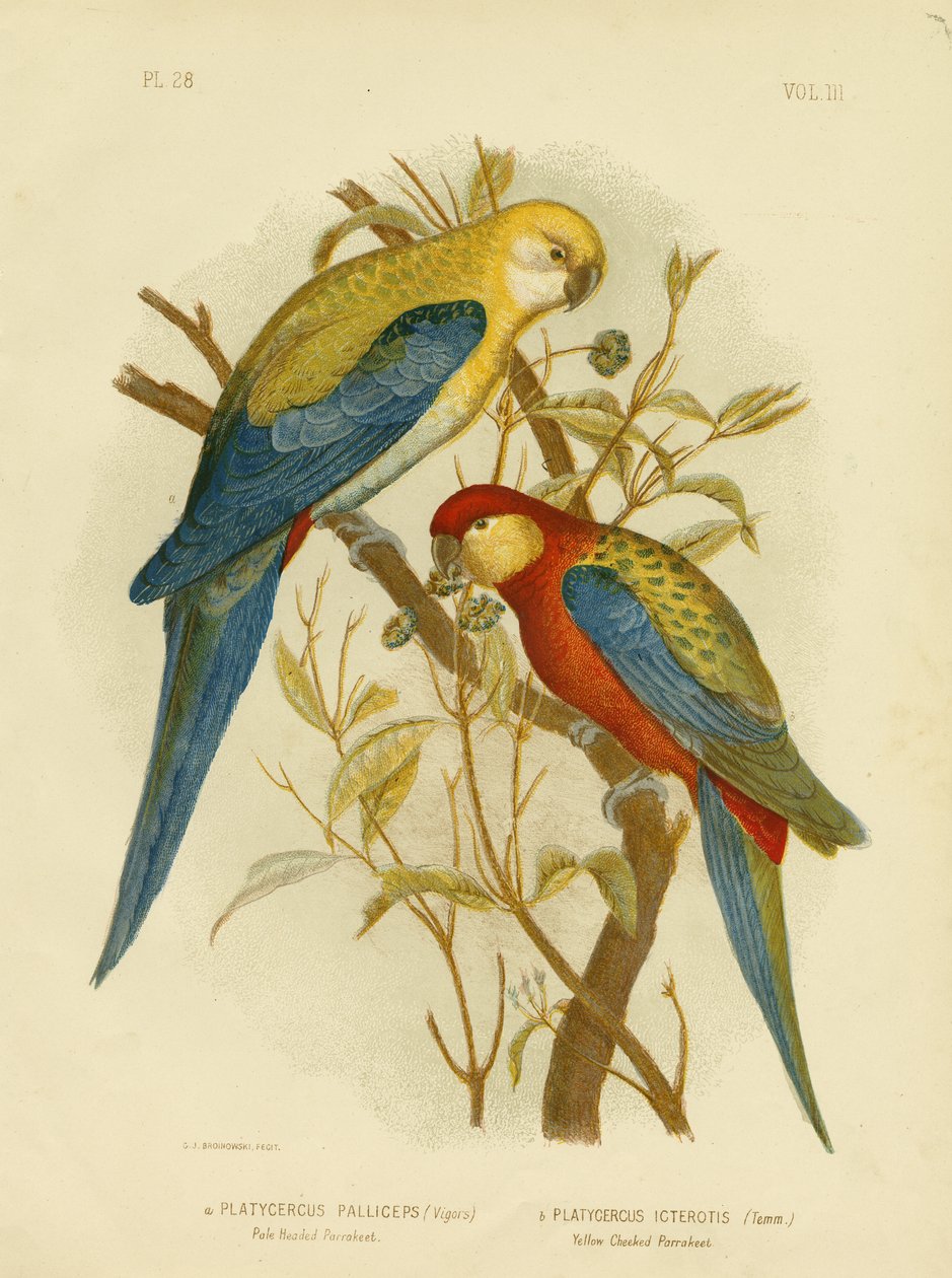 Sápadtfejű papagáj vagy sápadtfejű Rosella, 1891 alkotó: Gracius Broinowski