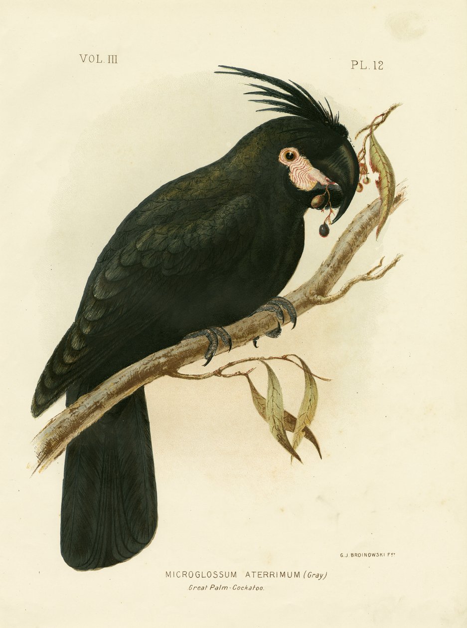 Pálmakakadu, 1891 alkotó: Gracius Broinowski
