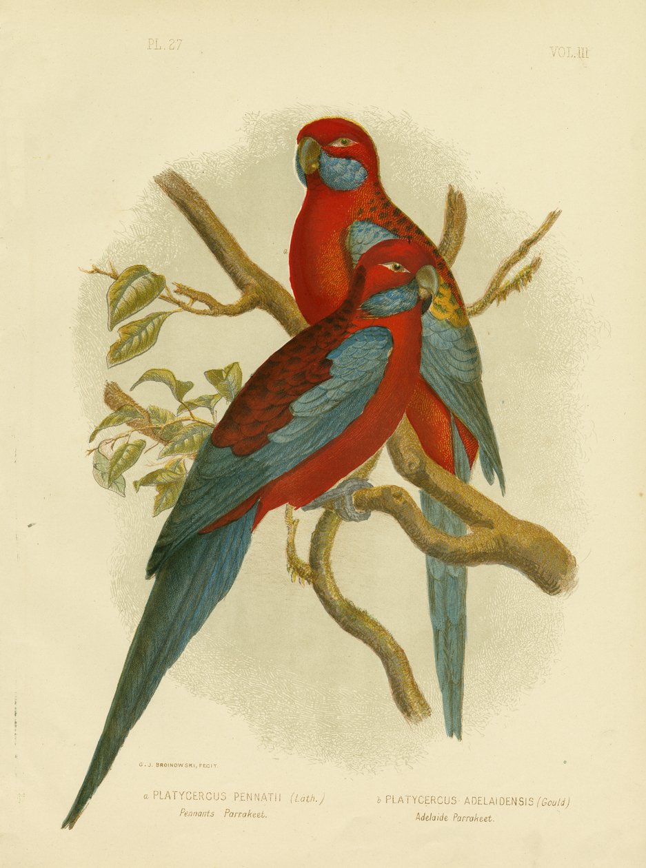 Pennants Parakeet Or Crimson Rosella, 1891 alkotó: Gracius Broinowski
