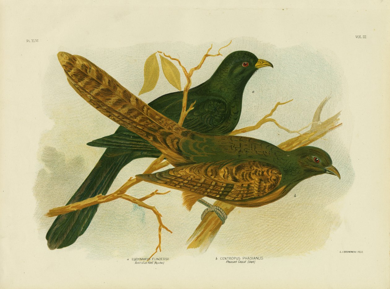 Fácán Coucal, 1891 alkotó: Gracius Broinowski