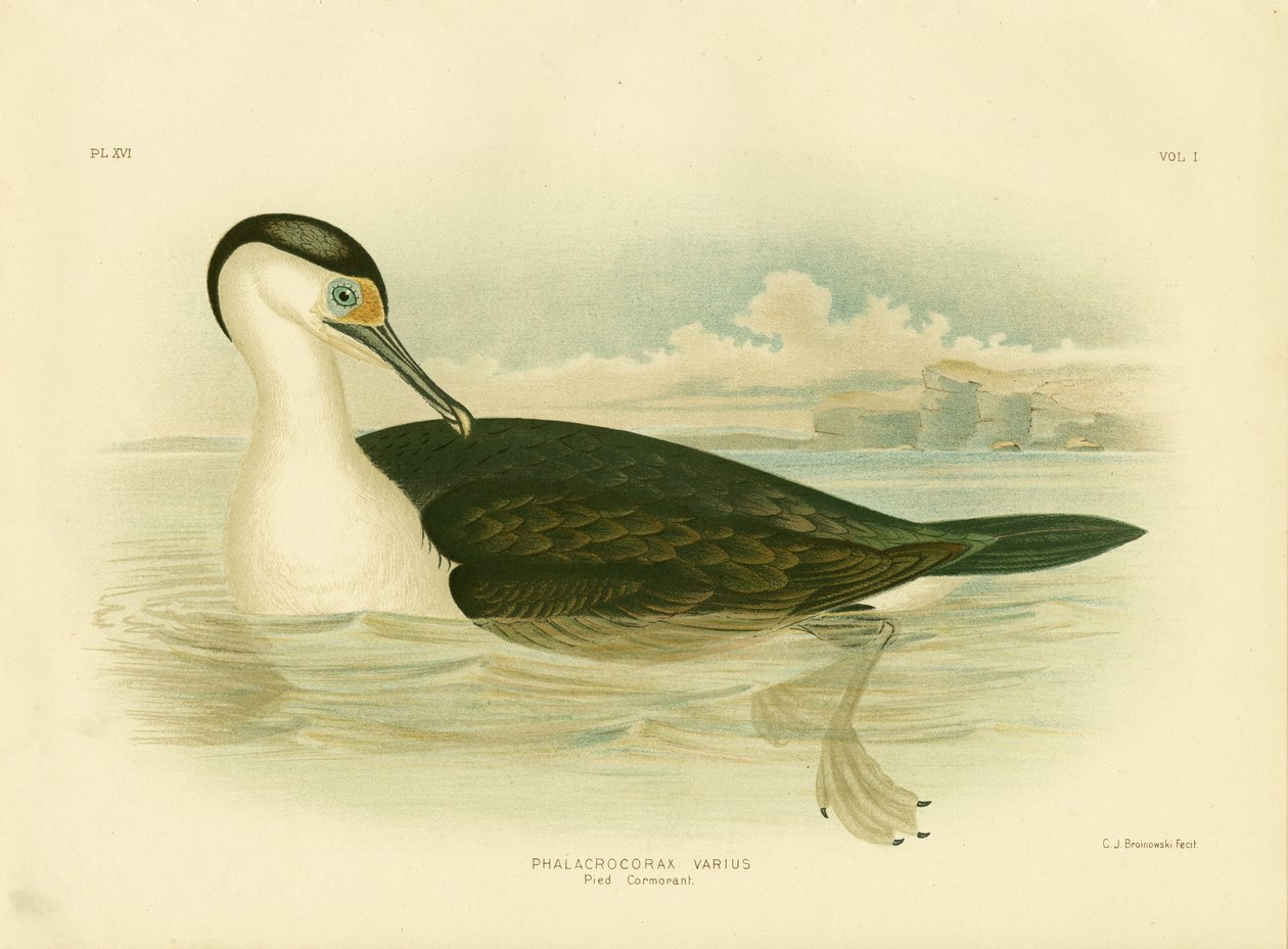 Kormorán, 1891 alkotó: Gracius Broinowski