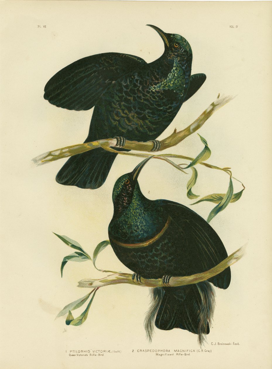 Viktória királynő puskamadárja, 1891 alkotó: Gracius Broinowski