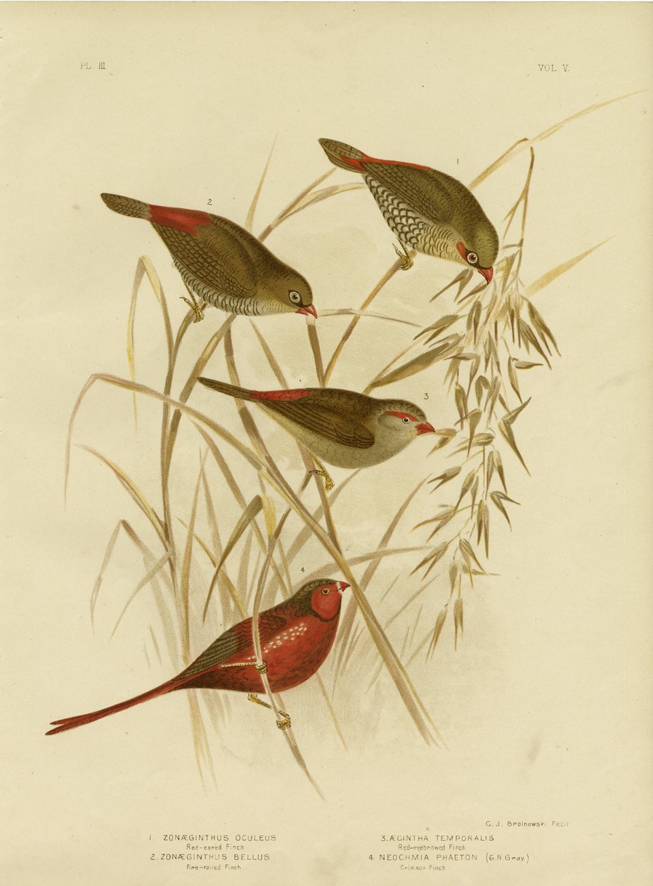 Vörösfülű pinty, 1891 alkotó: Gracius Broinowski