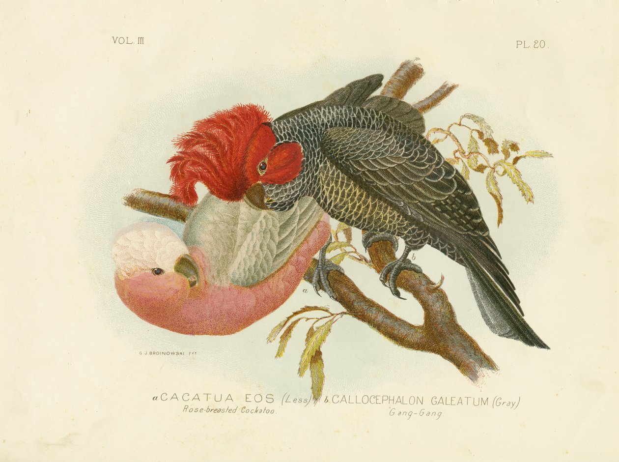 Rózsamell kakadu, 1891 alkotó: Gracius Broinowski