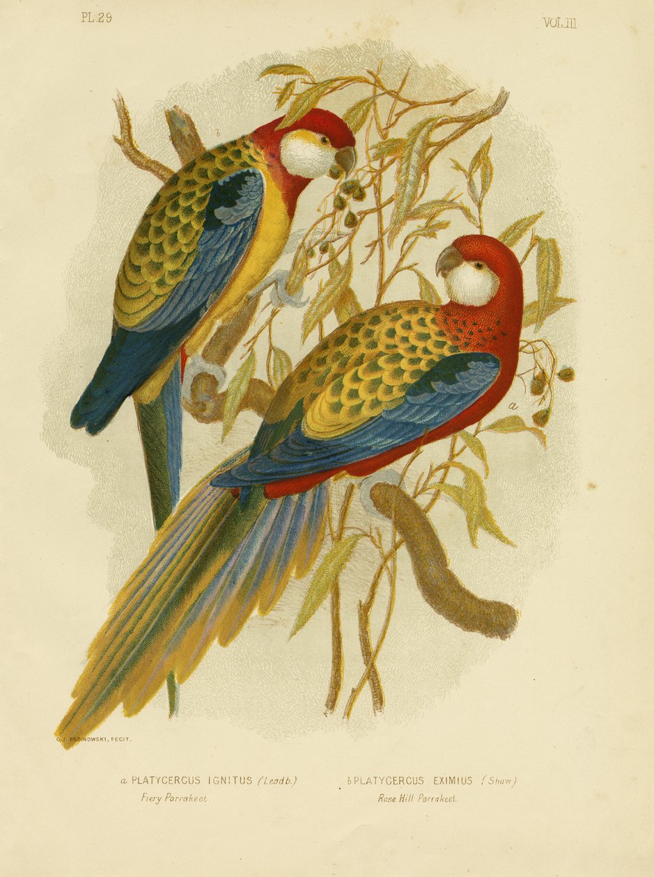 Rosella papagáj vagy keleti rosella, 1891 alkotó: Gracius Broinowski