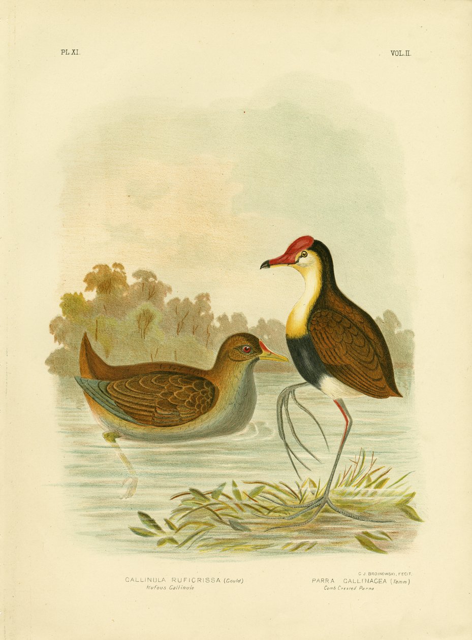 Rufous Gallinule vagy rózsás-farkú vízi tyúk, 1891 alkotó: Gracius Broinowski