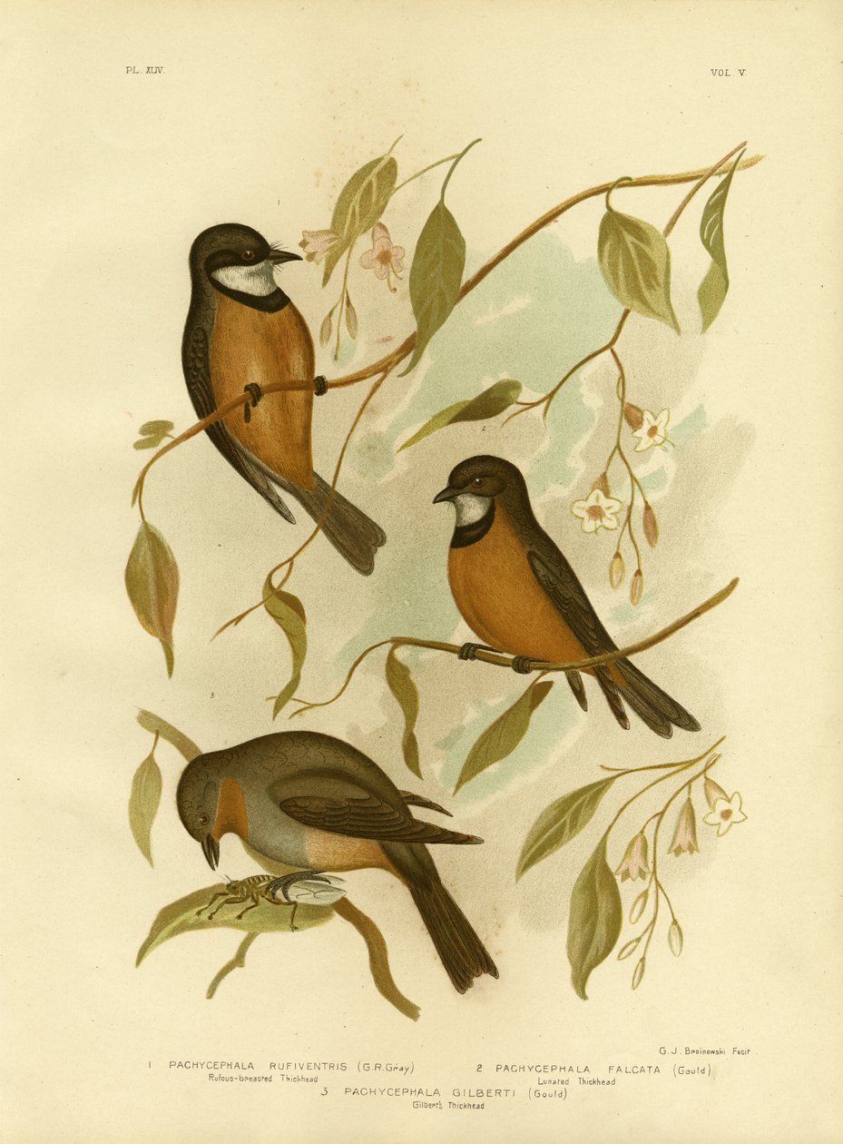 Rufous Whistler, 1891 alkotó: Gracius Broinowski