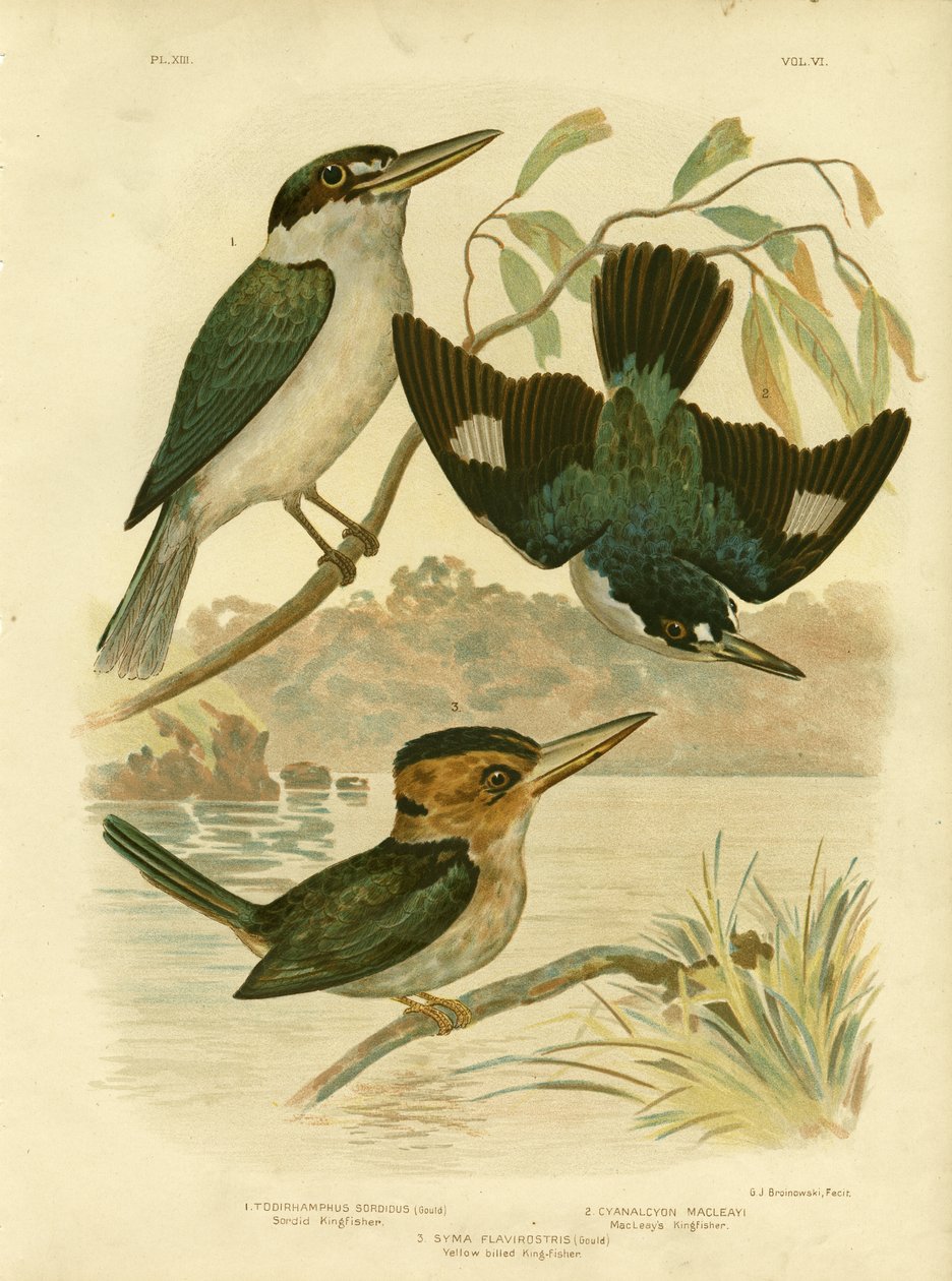 Sardid Kingfisher, 1891 alkotó: Gracius Broinowski